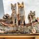 A paddle-through taxidermy exhibit